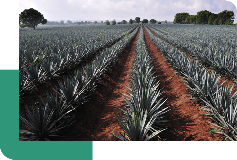 Nuestro modelo de negocio